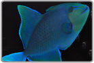 Niger Triggerfish